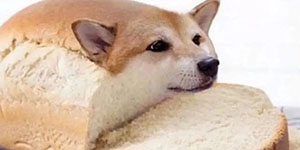 面包狗什么意思