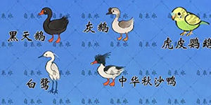 桃源深处有人家鸟类食物喜好一览