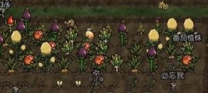 饥荒新家园毒蟾怎么打