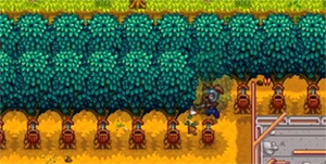 星露谷物语纤维种子怎么获得